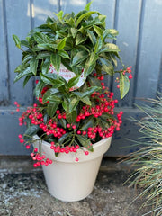 Ardisia Plant 🎄